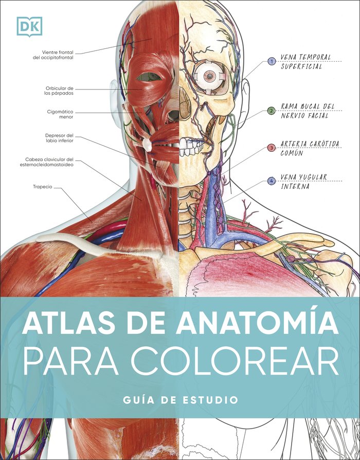 ATLAS DE ANATOMIA PARA COLOREAR, de DK | portada del libro