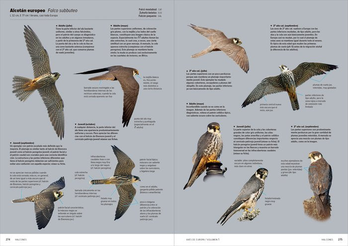 AVES DE EUROPA -2 TOMOS, de DUIVENDIJK N#GUYT M | portada del libro