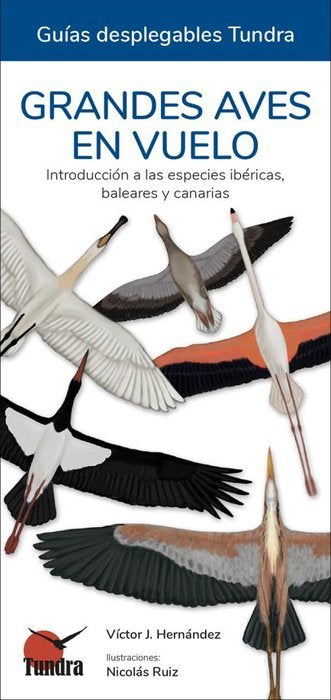 GRANDES AVES EN VUELO - GUIAS DESPLEGABLES TUNDRA, de HERNANDEZ | portada del libro
