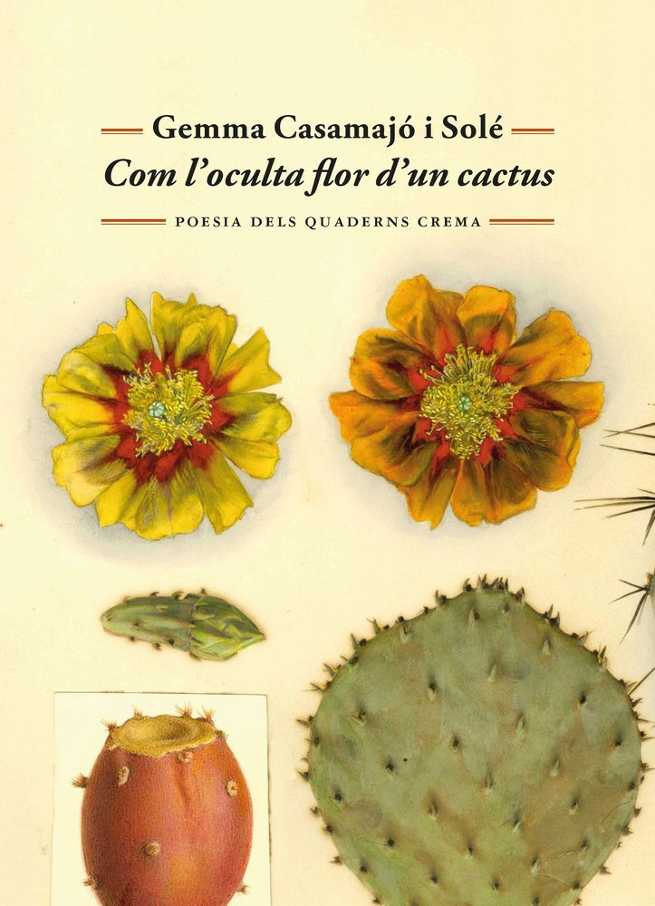 COM L'OCULTA FLOR D'UN CACTUS, de CASAMAJO I SOLE, GEMMA | portada del libro