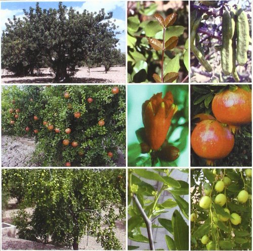Tratadoádeáfruticulturaáparaázonasááridasáyásemiáridas, de MELGAREJO MORENO , PABLO | portada del libro