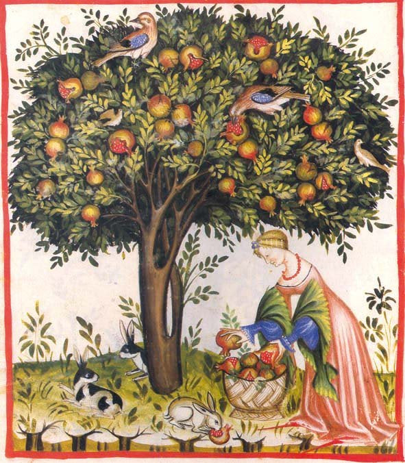 TACUINUM SANITATIS., de UNTERKIRCHER, FRANZ. | portada del libro