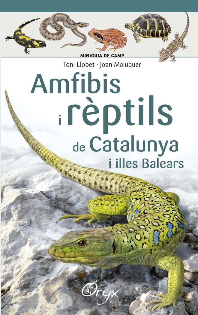 Amfibis i rèptils de Catalunya i illes Balears, de Maluquer Margalef, Joan | portada del libro