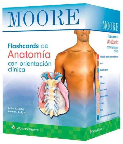 MOORE FLASHCARDS DE ANATOMIA CON ORIENTACION CLINICA, de DALLEY | portada del libro