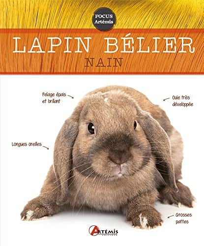 LAPIN BELIER NAIN, de SEMENUIK N | portada del libro