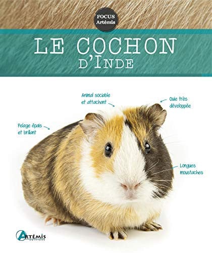 COCHON D'INDE, de COLLECTIF | portada del libro