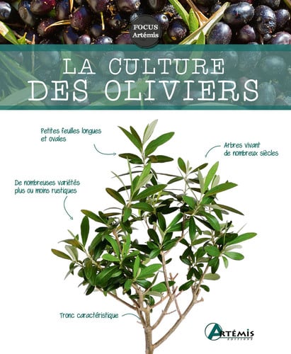 LA CULTURE DES OLIVIERS, de COLLECTIF | portada del libro