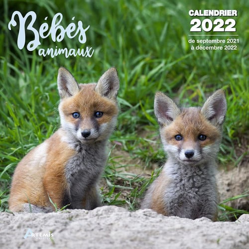 CALENDRIER BEBES ANIMAUX 2022, de COLLECTIF | portada del libro