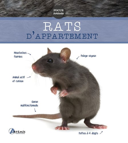RATS D'APPARTEMENT, de COLLECTIF | portada del libro