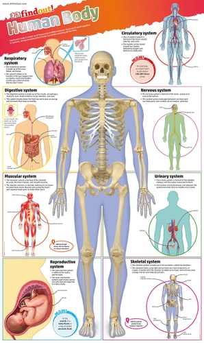 DK FINDOUT HUMAN BODY POSTER, de DK | portada del libro