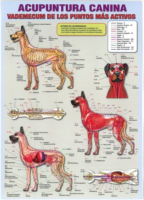 ACUPUNTURA CANINA LD-063 | portada del libro