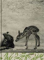 SUMMER OF THE FAWN, de ALAIN LABOILE | portada del libro