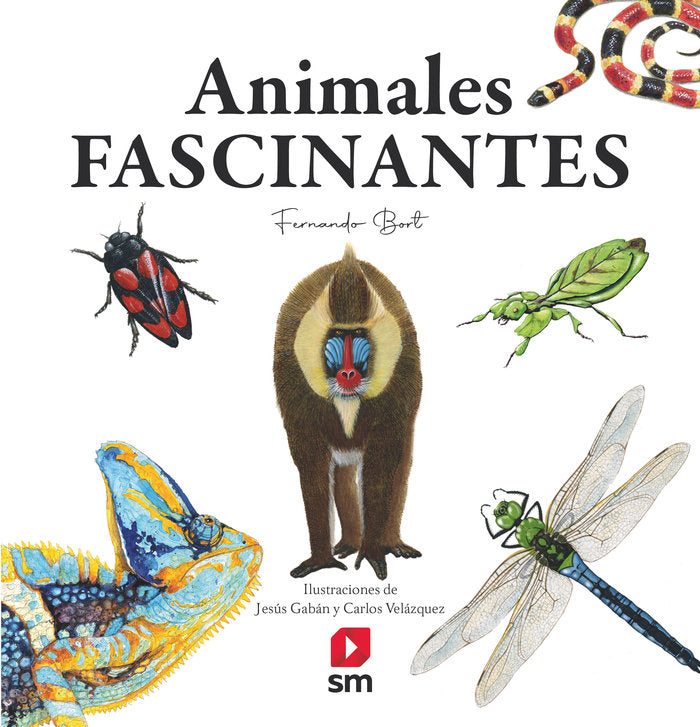 Animales fascinantes, de BORT MISOL, FERNANDO | portada del libro
