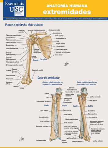 Anatomía humana, de Rodríguez Fernández, José Eugenio | portada del libro