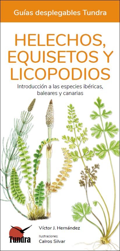 HELECHOS, EQUISETOS Y LICOPODIOS - GUIAS DESPLEGABLES TUNDRA | portada del libro