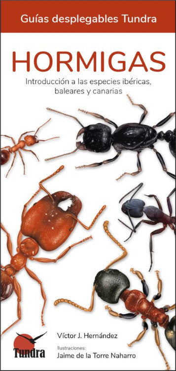 HORMIGAS - GUIAS DESPLEGABLES TUNDRA, de HERNANDEZ | portada del libro