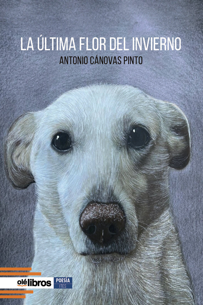 La última flor del invierno, de Cánovas Pinto, Antonio | portada del libro