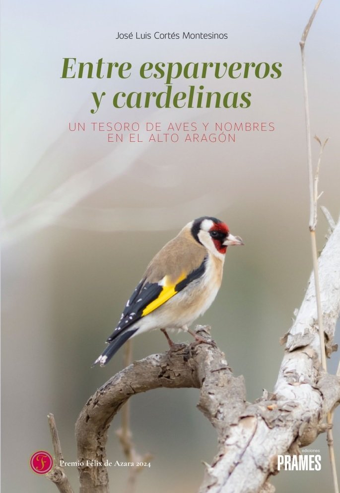 ENTRE ESPARVEROS Y CARDELINAS, de JOSE LUIS CORTES MONTESINOS | portada del libro