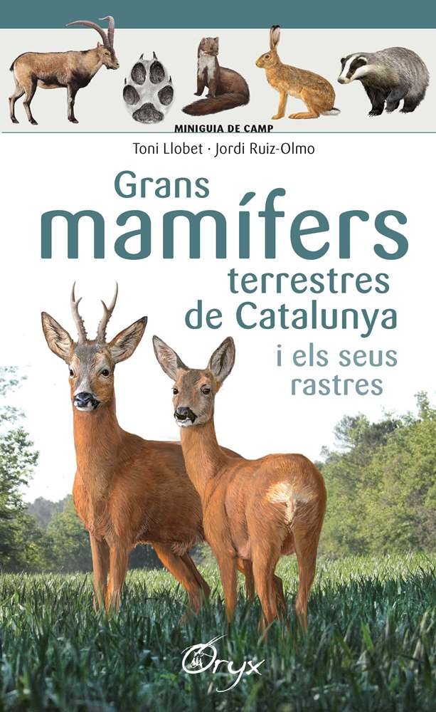 Grans mamífers terrestres de Catalunya i els seus rastres, de Ruiz-Olmo, Jordi | portada del libro