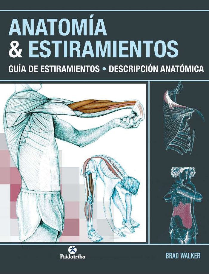 ANATOMÍA & ESTIRAMIENTOS. Guía de estiramientos. Descripción anatómica (Color), de Walker, Brad | portada del libro